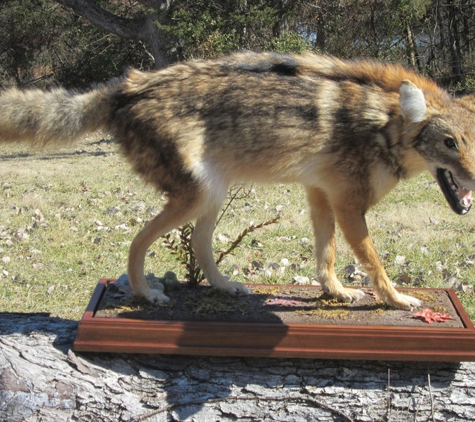 Frank's Taxidermy and wildlife art - St. Louis, MO