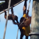 Lowry Park Zoo - Zoos