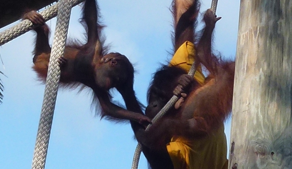 ZooTampa at Lowry Park. Silly orangutan mom and two babies
