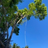 Affordable Tree Service Inc. - Tree Service Miami-Dade & Broward gallery