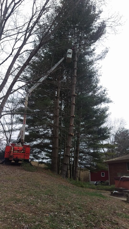 Johnson's Tree Service and Landscaping