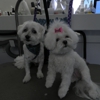 Happy Tails Pet Mobile Grooming gallery