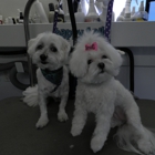 Happy Tails Pet Mobile Grooming
