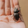Clearwater Guaranteed Wildlife Removal gallery