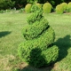 Davis Boxwood & Daylily Garden