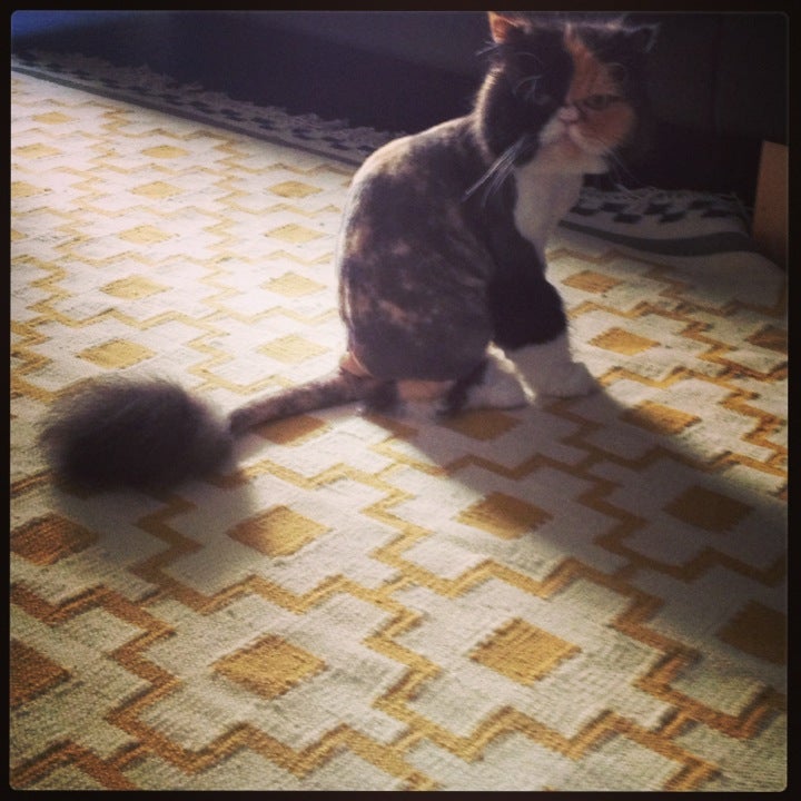 Paws N Claws Grooming Salon Pacific Palisades, CA 90272
