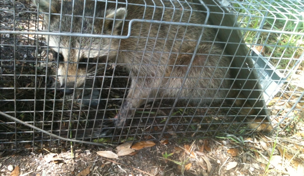 florida nuisance trappers - palm bay, FL