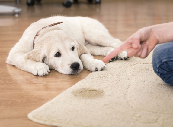 Aqualux Carpet Cleaning - Plano, TX. Pet Stains Removal