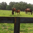 Stonewall Phoenix - Horse Breeders
