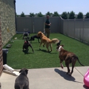 All Paws Inn Pet Resort and Daycare - Dog Day Care