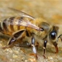 ilovebees.buzz Bee Rescue