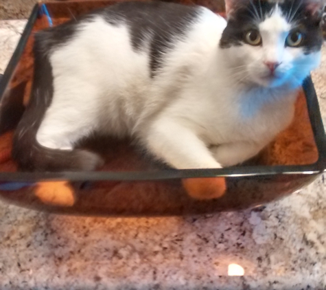 Fetch! Pet Care. Popper thinks the sink is his bed?
