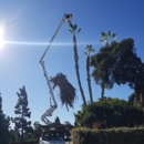 A Tree Surgeon - Arborists