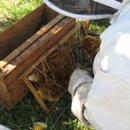 All Florida Bee Removal - Pest Control Services