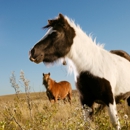 Kiefer Horse Ranch LLC - Horse Breeders