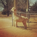 Windrush Alpacas - Livestock Dealers