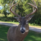 Shep's Thunder Valley Taxidermy