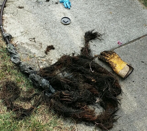 Able Sewer & Drain Cleaning Service Inc - Greensboro, NC. Tree roots pulled out of the sewer line