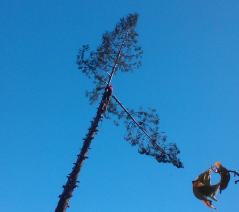 Francisco's full tree service - san jose, CA