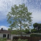 Right Way Tree Service, Inc. ┃ Los Angeles, CA ┃ Affordable Tree Removal & Trimming Service