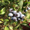 Carter Blueberry Farm - Farms