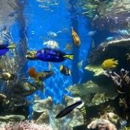 Aquarium Specialists - Aquariums & Aquarium Supplies-Leasing & Maintenance