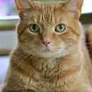 Springfield Pet & Home Nanny - Pet Sitting & Exercising Services