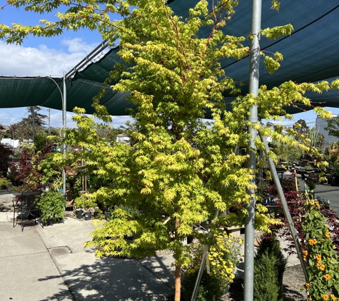 Evergreen Nursery Inc. - San Leandro, CA. Japanese Maple