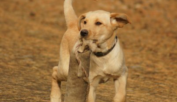 Kylers Field & Marsh kennels - La Pine, OR