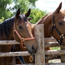 Red Horse Riding Company - Horse Training