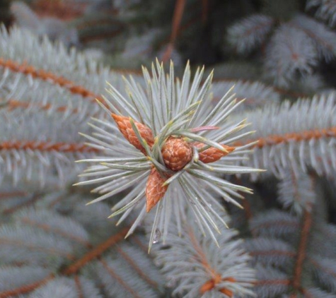 Baldwin Tree Farm - Fenton, MI