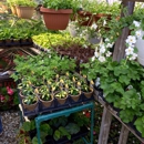 Susan's Greenhouse - Greenhouses