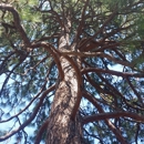 Siskiyou Tree Experts - Arborists
