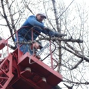 Southern Maryland Fellers Tree Service - Tree Service