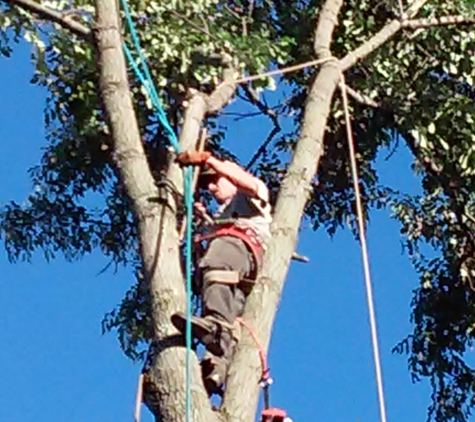 Alan's Tree Removal - West Point, KY