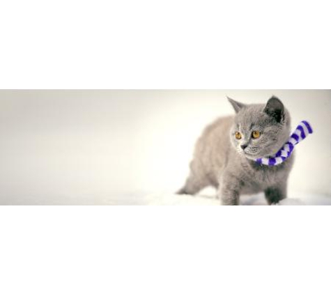Stawell Veterinary Clinic - Stawell, VIC