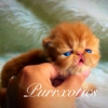 Purrxotics gallery