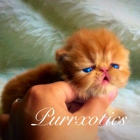 Purrxotics