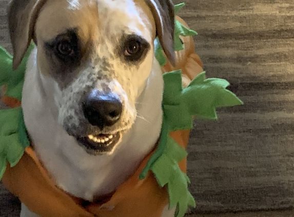 Bellefonte Animal Clinic - Russell, KY. This smiling pumpkin gets his rabies shot today!