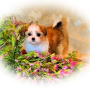 Dakota Mi-Kis - Pet Breeders