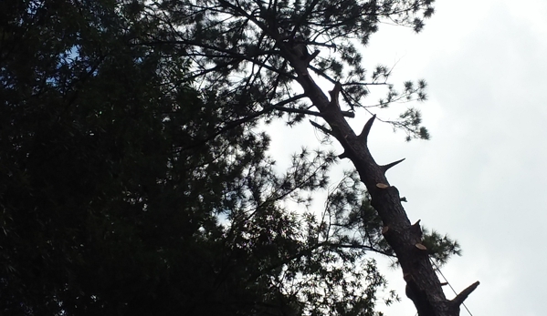 All tree pro removal and pruning L.L.C - Beech Island, SC