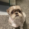 Pampered Pooches gallery