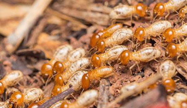 Ecola Termite & Pest Management - Anaheim, CA