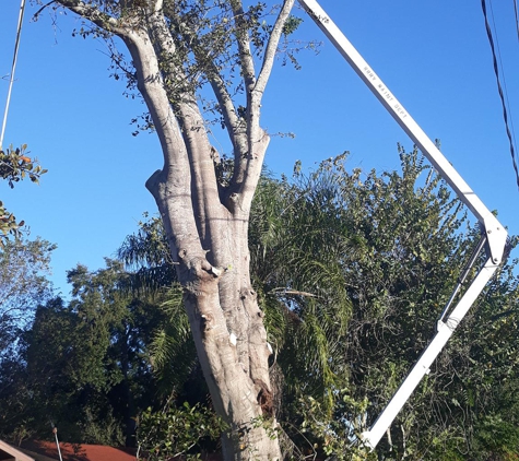 A Better Cut Tree Service - Lakeland, FL