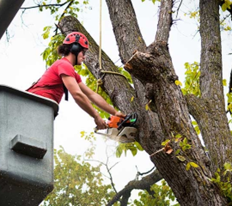 Garcia's Landscaping & Maintenance - Oxnard, CA