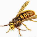 What's Bugging You? Pest Control - Bee Control & Removal Service