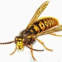 What's Bugging You? Pest Control