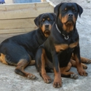 Dupree's Rottweiler Breeding and Stud Services - Pet Services