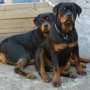 Dupree's Rottweiler Breeding and Stud Services