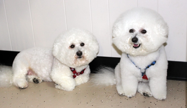 Kitty and Canine Pet Grooming - West Bloomfield, MI